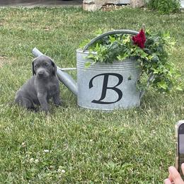Weimaraner Puppies from Wren’s Weimaraner