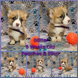 Glitter - Red female Pembroke Welsh Corgi puppy in Kiowa, Colorado from Cool Water Corgis LLC