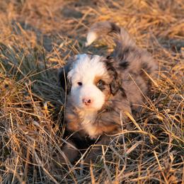 Australian Mountain Doodle Puppies from Brick House Farm Doodles