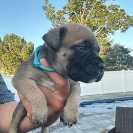 Girl 1 - Baby Blue - Red fawn female Bullmastiff puppy in Attleboro, Massachusetts from Big Bully Nation
