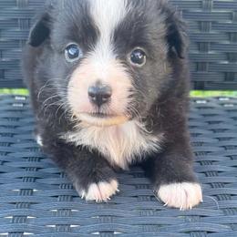 Trixie - Black & white female Miniature Australian Shepherd puppy in Stuart, Iowa from Arbor Hill Aussies