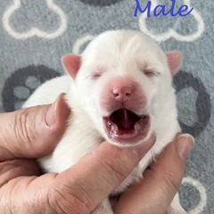 Japanese Spitz Puppies from Mika Japanese Spitz
