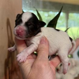 Dior - Parti female Miniature Schnauzer puppy in Silver Creek, Mississippi from Mamie’s Minis, LLC
