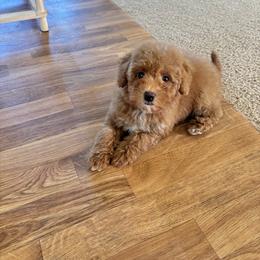 Maple - Red  female Poodle puppy in Quakertown, Pennsylvania from Miniature Poodle Stud and Pups