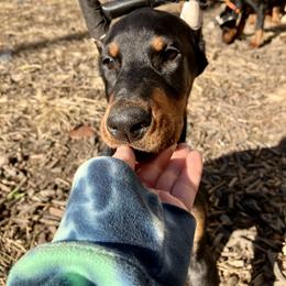 Doberman Pinscher Puppies from Von Schaaf Haus DuPree