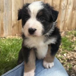 Pam - Black tri female Miniature Australian Shepherd puppy in Bethany, Illinois from Rachel at Marrowbone Creek Aussies