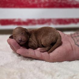 Fisher (AKC) - Red  male Poodle puppy in Rainbow City, Alabama from Spinks Poodles
