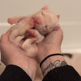 Vincent - White male American Staffordshire Terrier puppy in Lizella, Georgia from Àine Amstaffs
