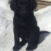 Flat-Coated Retriever Puppies from Beacon's Flat-Coated Retrievers