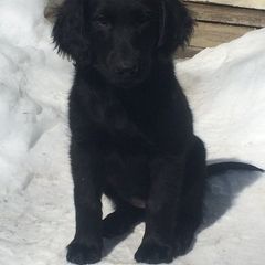 Flat-Coated Retriever Puppies from Beacon's Flat-Coated Retrievers