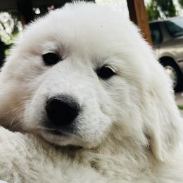 Great Pyrenees puppies from Polar Light Great Pyrenees