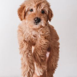 Coconut Cream Pie (Cream Collar) - Red  female Goldendoodle puppy in Beaverton, Oregon from Henry Elliots