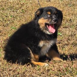 KB.BTF - Black tri female Miniature Australian Shepherd puppy in Deer Lodge, Tennessee from KSH Aussie Haven