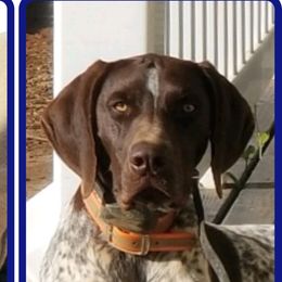 Jeb - German Shorthaired Pointer