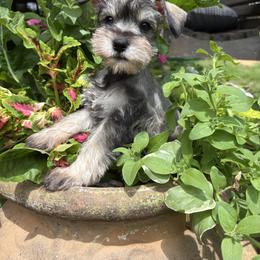 Greta - Salt and pepper female Miniature Schnauzer puppy in Jayess, Mississippi from Barbara Clark