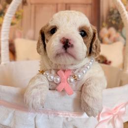Chantilly - White female Cavapoo puppy in Dickerson, Maryland from Pawsome Aussie Doodles and Oodles