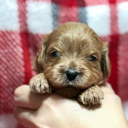 Lola - Apricot female Cavapoo puppy in New Holland, Ohio from Happy Tails