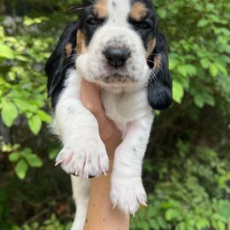 Basset Hound Puppies from Pleasant Bay Basset Hounds
