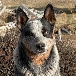 Australian Cattle Dogs from Selway Australian Cattle Dogs