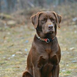 American Bully and Labrador Retriever All Grown Up from RBR Kennel-Ross Bullies & Retrievers