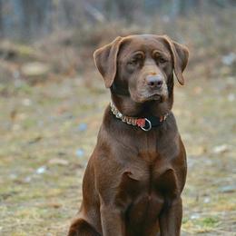 American Bully and Labrador Retriever All Grown Up from RBR Kennel-Ross Bullies & Retrievers