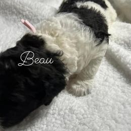 Poodle Puppies from DH Poodles