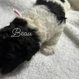 Poodle Puppies from DH Poodles