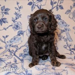 Primrose - Brown female Cockapoo puppy in Sunset, Louisiana from Cano Cockapoos