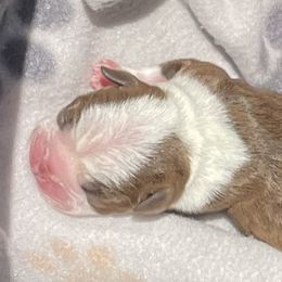 Boy 1 - Boston Terrier puppy in George West, Texas from Duke of Earl’s Boston Terriers