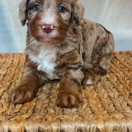 Marigold (Goldie) - Chocolate merle female Bernedoodle puppy in Jackson, Missouri from Pincksten Family Doodles