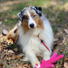 Australian Shepherds and Smooth Fox Terriers from KamaKris Kennel