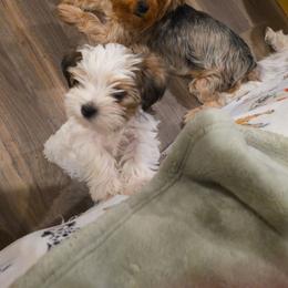 Bodie - Parti male Yorkshire Terrier puppy in San Angelo, Texas from Eleventyseven Yorkies