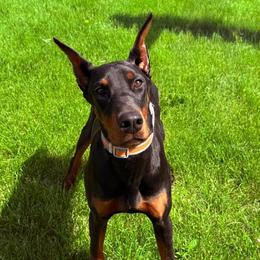 Nadya - Doberman Pinscher