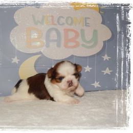Kisses AKC - Tricolor female Shih Tzu puppy in Lawrenceburg, Tn, Tennessee from Shedd's Shih Tzus