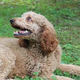 Ember - Poodle