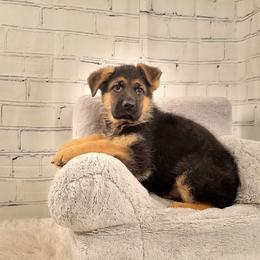 Boy 2 - Black and red male German Shepherd puppy in Nokesville, Virginia from Blauen Bergen