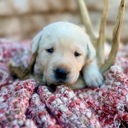 Juliet - Yellow female Labrador Retriever puppy in Sweet Home, Oregon from Knotty Creek Labradors