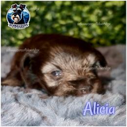 Alicia - Liver female Miniature Schnauzer puppy in Spruce Pine, North Carolina from Schnauzers of Blue Ridge