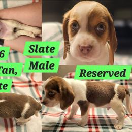 Shiloh-Green-Male - Brown white and tan male Beagle puppy in Bemidji, Minnesota from Nse Farms Beagles