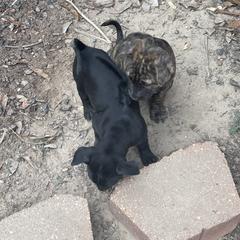 Vietnamese Phu Quoc Ridgeback Puppies from Phu Quoc Ridgebacks of Mississippi