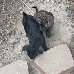 Vietnamese Phu Quoc Ridgeback Puppies from Phu Quoc Ridgebacks of Mississippi