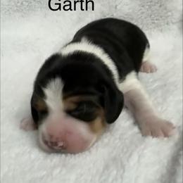Garth AKC - Black tan and white male Beagle puppy in Rogersville, Missouri from Hales Little Beagle Haven