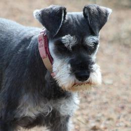 Miniature Schnauzer All Grown Up from Crooked Tree Ranch