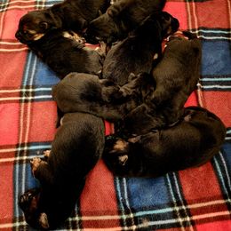 German Shepherd Puppies from Ewig Krieger Kennels