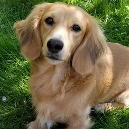 Lennox - Dachshund