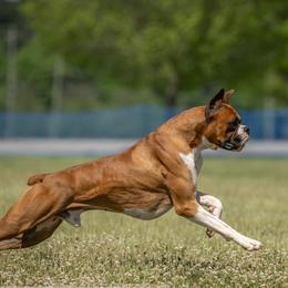 Dutton - Boxer