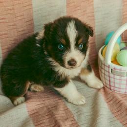 Cedar - Red tri-color male Australian Shepherd puppy in Cotati, California from Tried and True Aussies