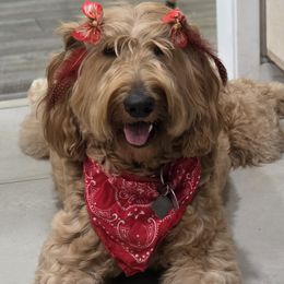 Goldendoodles and Poodles from Patitas