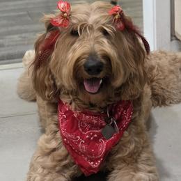 Goldendoodles and Poodles from Patitas