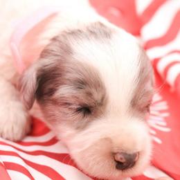 Pink - Blue merle female Bernedoodle puppy in Lexington Park, Maryland from SUNNY SIDE DOODLES